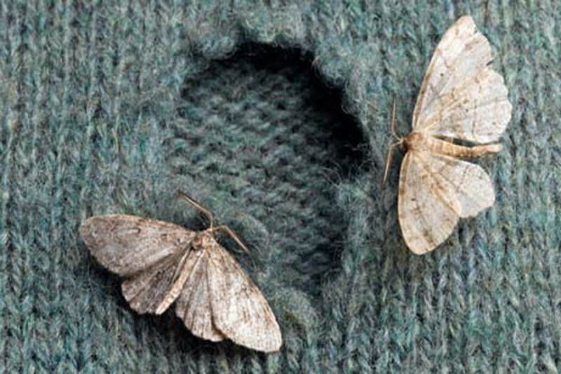 HOW TO SOLVE THE PROBLEM OF THE MOTH?
